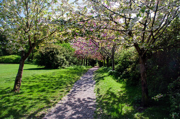 Apple and Cherry Blossom Pathway in the garden