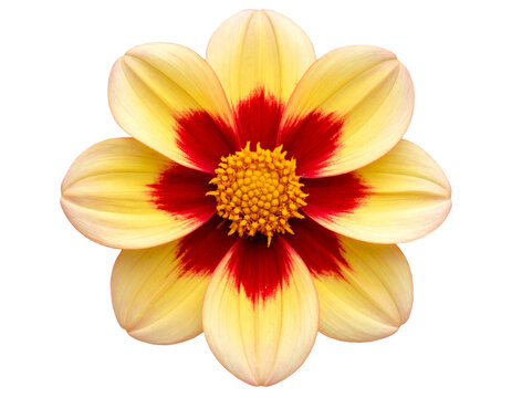 Flor com fundo transparente