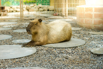 Capybara Mammal largest rodent wild nature.