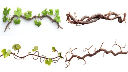 Four vine branches, two with fresh green leaves, two with brown, dead branches, arranged in a grid against a white background