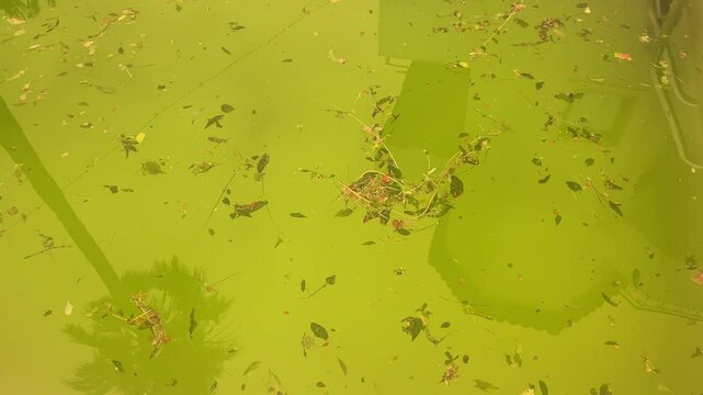Shot of a filthy swimming pool with algae-filled water and fallen foliage