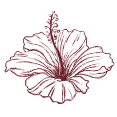 Fototapeta premium Vintage-style sketch of a hibiscus flower in burgundy. Ideal for floral prints, nature-themed designs, and botanical artwork.