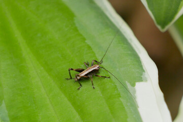 Yersinella raymondii Pholidoptera griseoaptera Grasshopper on a green leaf. Macro photo close up with copy space