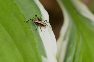 Yersinella raymondii Pholidoptera griseoaptera Grasshopper on a green leaf. Macro photo close up with copy space