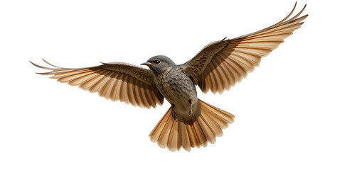 Fototapeta premium Common Nightingale soaring gently, wings fully extended. Natural brown feathers, realistic detail, transparent background.
