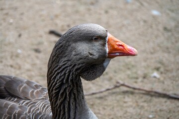 Fototapeta premium close up portrait of a greylag goose a large goose native to the United Kingdom and Europe