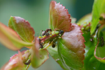 Aphids and ants on a plant stem. Concept of gardening, plant diseases and garden pest control. Symbiosis of insects in the wild nature. Macro photo close up