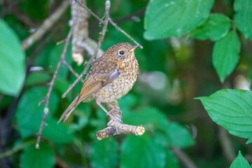 baby Robin red breast Erithacus rubecula perched in a tree