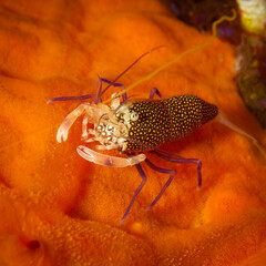 Gepunktete Hummelgarnele, Unterwasserfoto, Costa Brava, Spanien, Mittelmeer, Gnathophyllum elegans