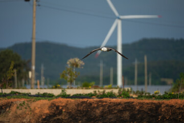 Seagull Flying Towards Camera in Wind Turbine Field