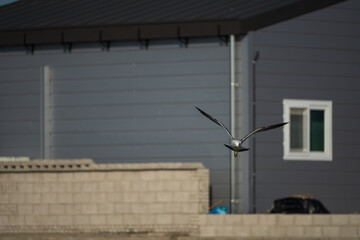 Seagull Flying Towards Camera with Gray Warehouse Background