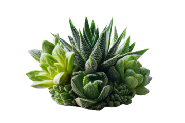 Stunning Succulent Arrangement A Lush Collection of Green Desert Plants