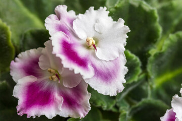 Obraz premium Beautiful African violet flowers featuring striking purple and white petals