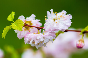 Prunus serrulata in bloom. Delicate pink cherry blossoms