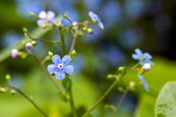 Fototapeta premium Macro photograph with soft focus of delicate forget-me-nots blue flowers