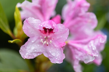 Obraz premium Rhododendron catawbiense in bloom. Bright and colorful pink flowers
