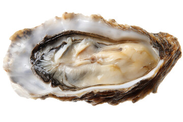 Fresh Oyster Shellfish A Culinary Delight
