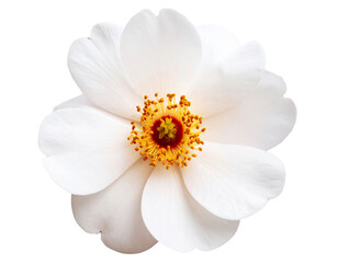 Flor com fundo transparente