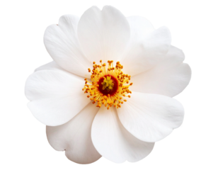 Flor com fundo transparente