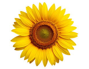 Flor com fundo transparente