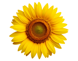 Flor com fundo transparente