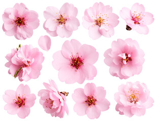 Flor com fundo transparente