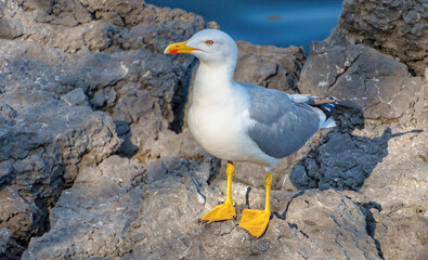 seagull on the beach, Lovran, Croatia, Europe, April 2025