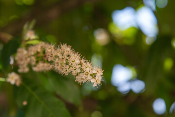 Close-up of a blooming flower spike with tiny white blossoms, set against a soft, sun-dappled green background

