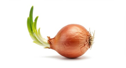 Sprouting onion bulb fresh vegetable cooking ingredient