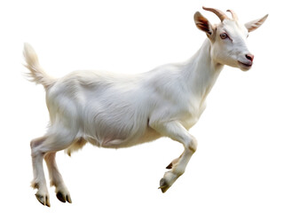 Obraz premium white goat running jumping on isolated white background,PNG