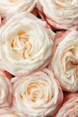 Delicate pastel roses close-up.
