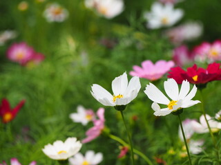 Cosmos flowers on blurred background. Top view of Mexican aster in white} dark pink,red, pink blossom in garden. Cosmos bipinnatus or Garden cosmos. Petals are thin, single or double, similar to daisy