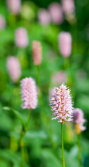Obraz premium Beautiful close-up of bistorta officinalis