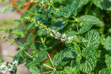 Spearmint (Mentha spicata), also known as garden mint, common mint, lamb mint and mackerel mint, is native to Europe and southern temperate Asia.