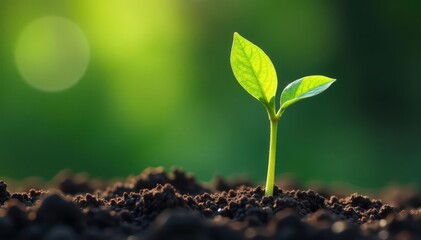 Naklejka premium Single sprout, fragile stem, newly emerged leaves , life, minimal