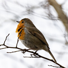 Robin In Winter