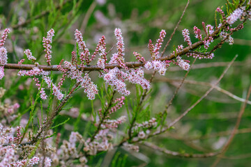 Tamarix ramosissima, commonly known as saltcedar, salt cedar, or tamarisk, is a deciduous arching shrub with reddish stems, feathery, pale green foliage, and characteristic small pink flowers.
