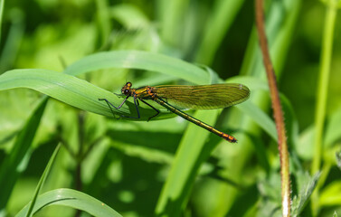 The banded demoiselle (Calopteryx splendens) is a species of damselfly belonging to the family...