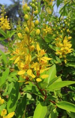 Beautiful yellow Galphimia flowers in Florida nature, closeup