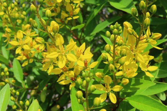 Beautiful yellow Galphimia flowers in Florida nature, closeup