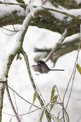 Long Tailed Tit Landing