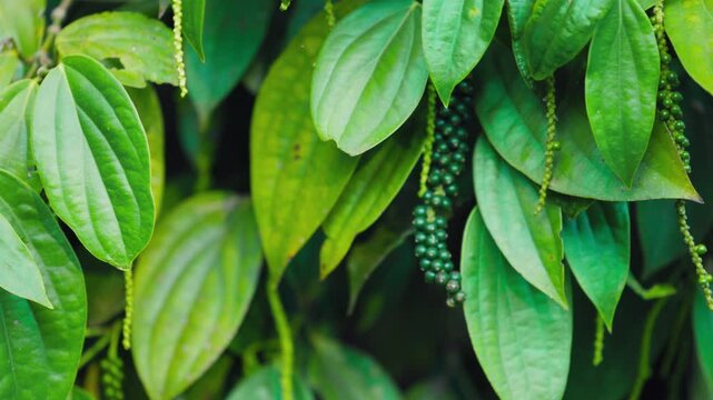 Black pepper grows on a tree. Seasoning grows. Black pepper lat. Piper nigrum, is the most popular spice in the world. Black pepper in the garden