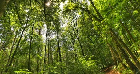 Panoramic view of lush green forest under bright sunlight