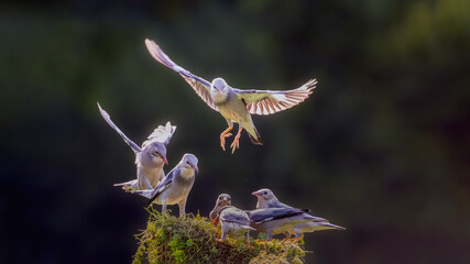 blue butterfly on flower