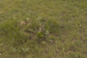 cactus and plants growing in kansas near goodland