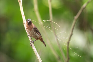 brown bird sitting on a branch