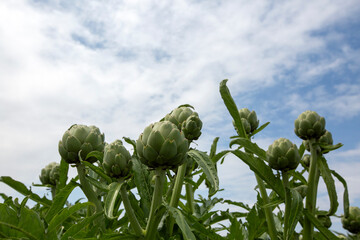 Green fresh organic artichoke field