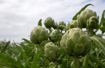 Green fresh organic artichoke field