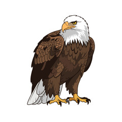 ilustration vector bald eagle on white background