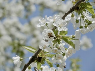 Blooming sweet cherry (Prunus avium), wild cherry or gean tree in a park at spring. Torino, Italy